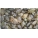 100 Live female Peeler Crabs